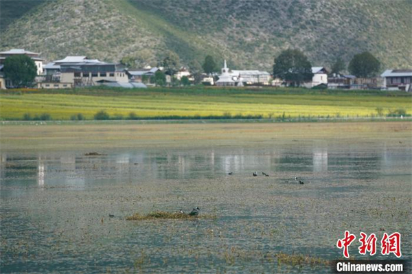 香格里拉纳帕海：修复湿地生态 留下“远方的客人”2.jpg