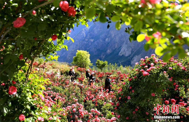 四川丹巴甲居藏寨20余亩玫瑰花盛开美如画1.jpg