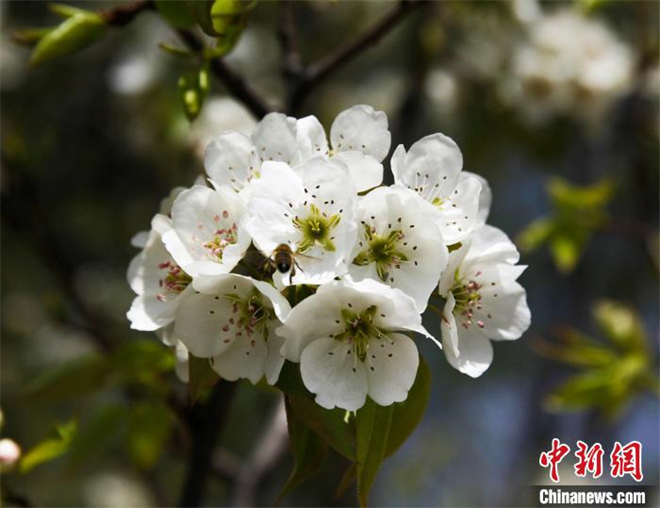 赏花海游黄河品美食 青海贵德黄河文化旅游节启幕4.jpg