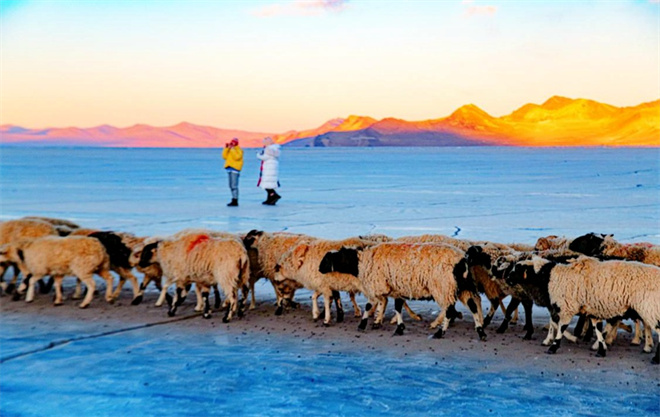当转场羊群遇上“蓝冰” 雪域高原上演冬季大片7.jpg