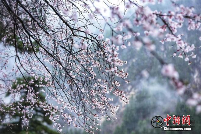 九寨沟野桃花盛开 漫山花海如诗如画4.jpg