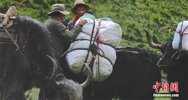 祁连山青海侧：牛羊翻山越岭进入“迁徙季”5.jpg