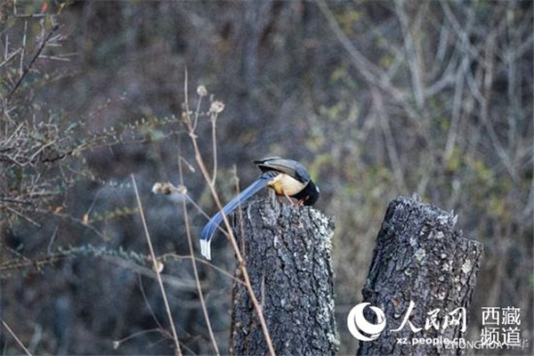 守护珠峰原生态 保护区森林面积超过5万公顷4.jpg