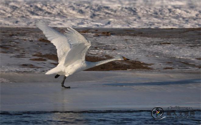 青海湖监测到越冬水鸟6600余只1.jpg