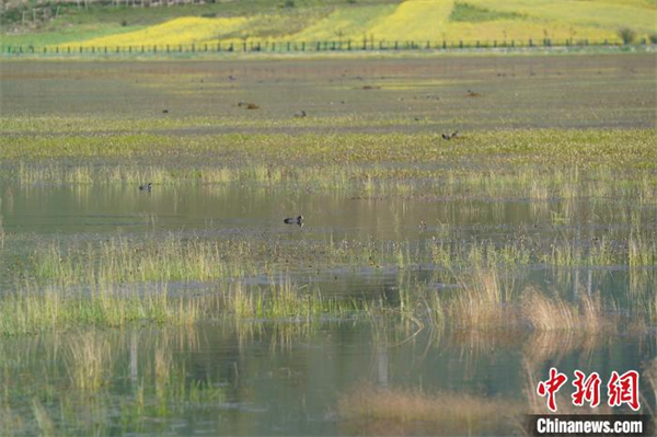 香格里拉纳帕海：修复湿地生态 留下“远方的客人”1.jpg