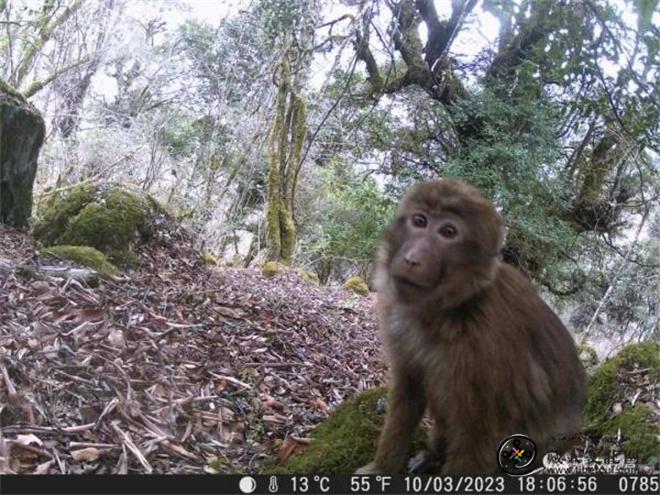 西藏色季拉山发现雪豹、白颊猕猴等多种珍稀野生动物3.jpg