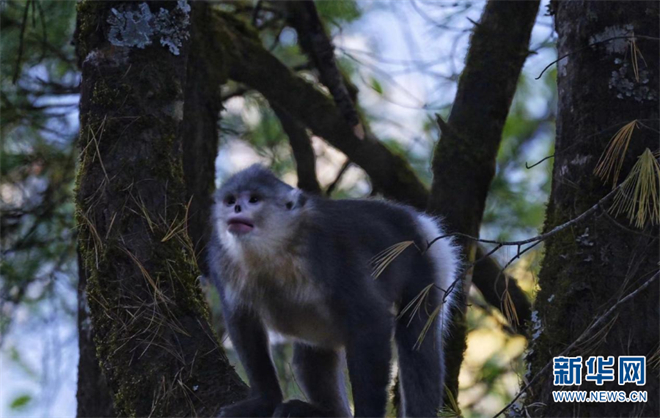 在香格里拉滇金丝猴国家公园邂逅“雪山精灵”4.jpg