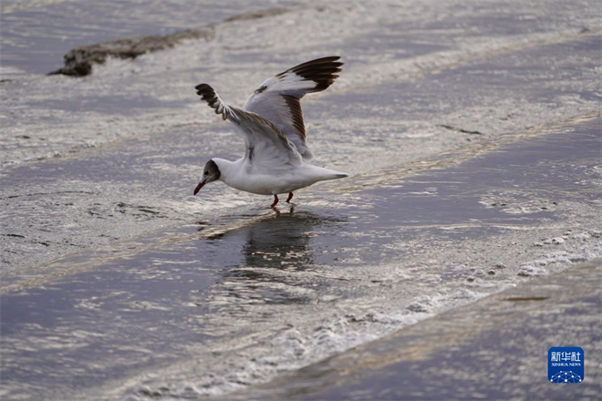 “水－鸟－鱼”系统保护，青海湖生态持续向好3.jpg