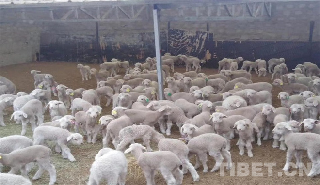 绵羊新品种培育项目获西藏自治区科学技术一等奖1.jpg
